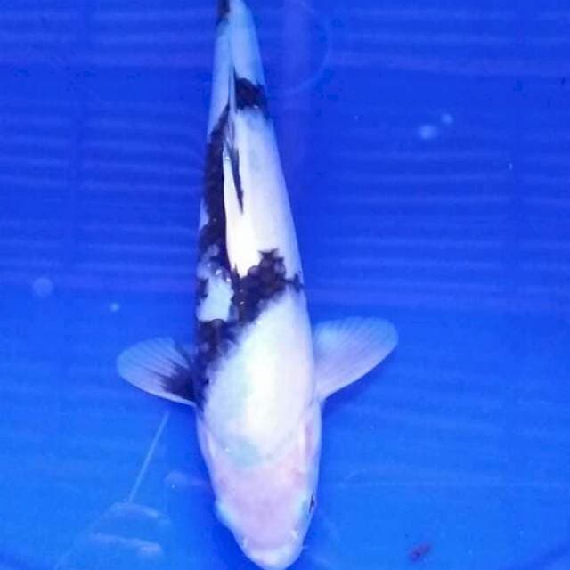 Shiro 25cm