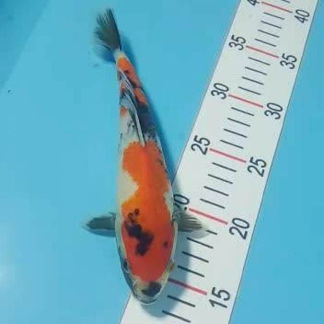 Showa 21cm