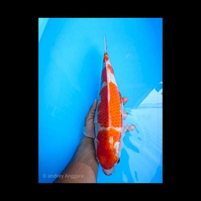 goshiki 39 cm f