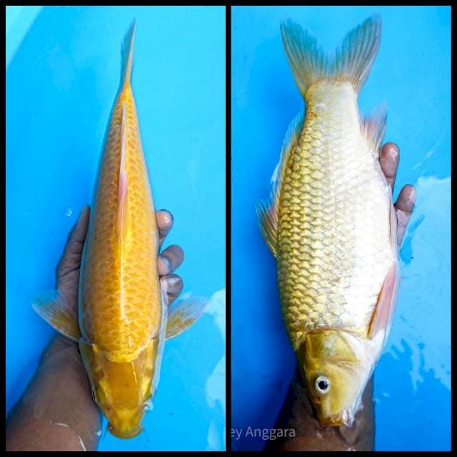 karashi 35 cm