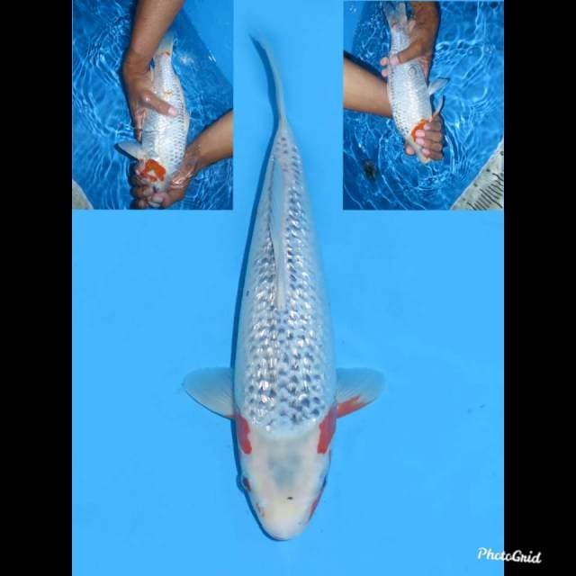 34cm , Female ,- Ginrin  Asagi Jumbo Tosai 