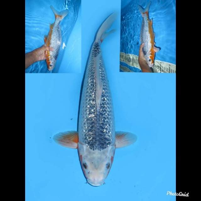 37cm , Male ,- Asagi Ginrin Jumbo Tosai
