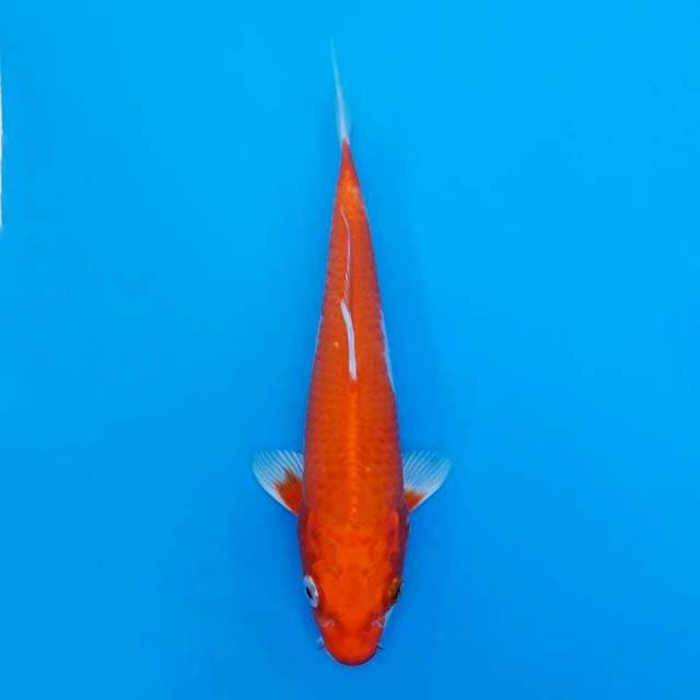 Okawa kawari 22cm non-serti