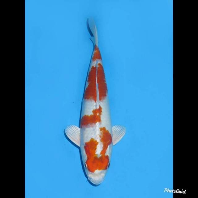 32cm , Male ,- SQ Hariwake Original 