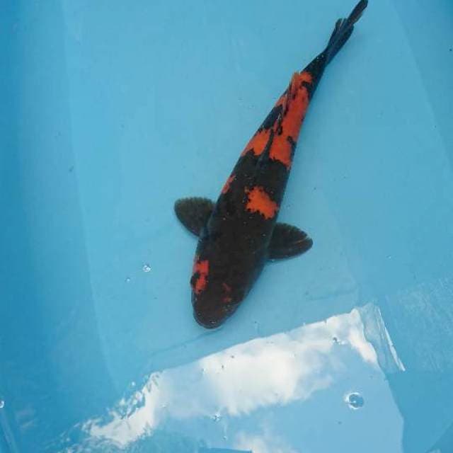 HiU hitam padat 35cm