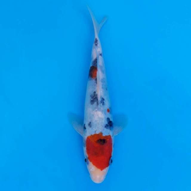 Okawa maruten 22cm non-serti