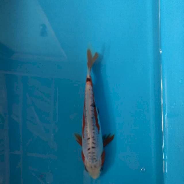 Sushui joss moyo aka 16cm