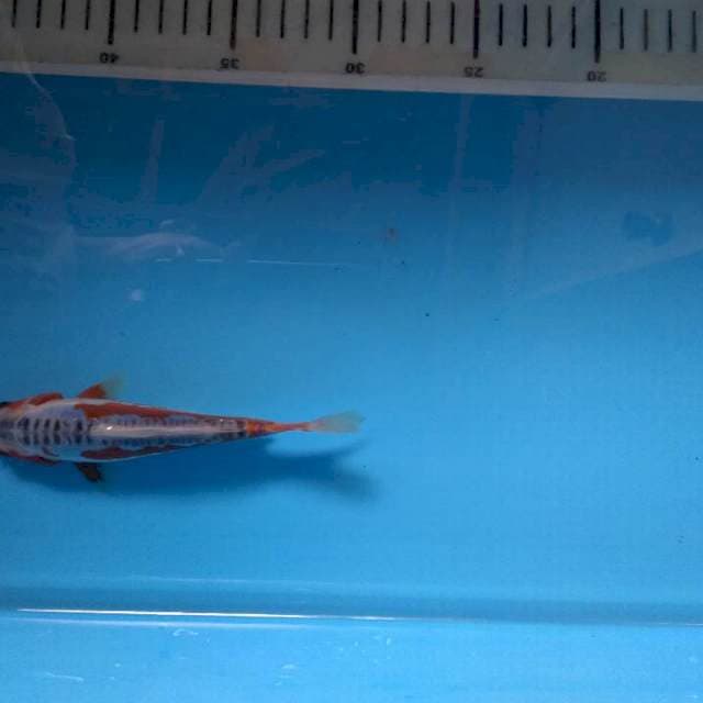Sushui joss moto aka 16cm