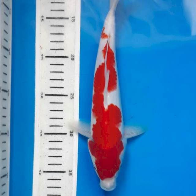 kohaku