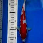 kohaku 