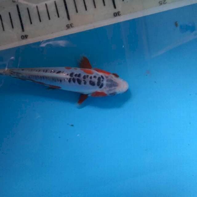 Sushui moto Aka joss 16cm
