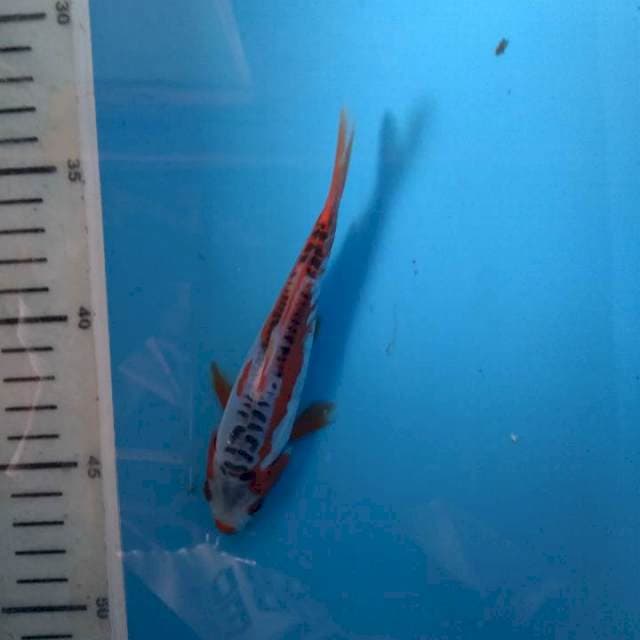 Sushui moto Aka baby joss 14cm