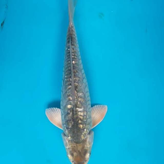 Soragoi ginrin 30 cm