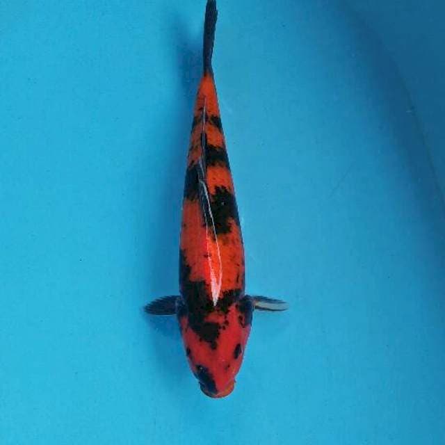 ki utsuri 