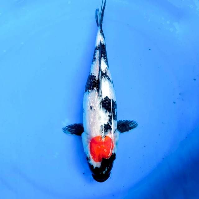 TANCHO SHOWA 36CM