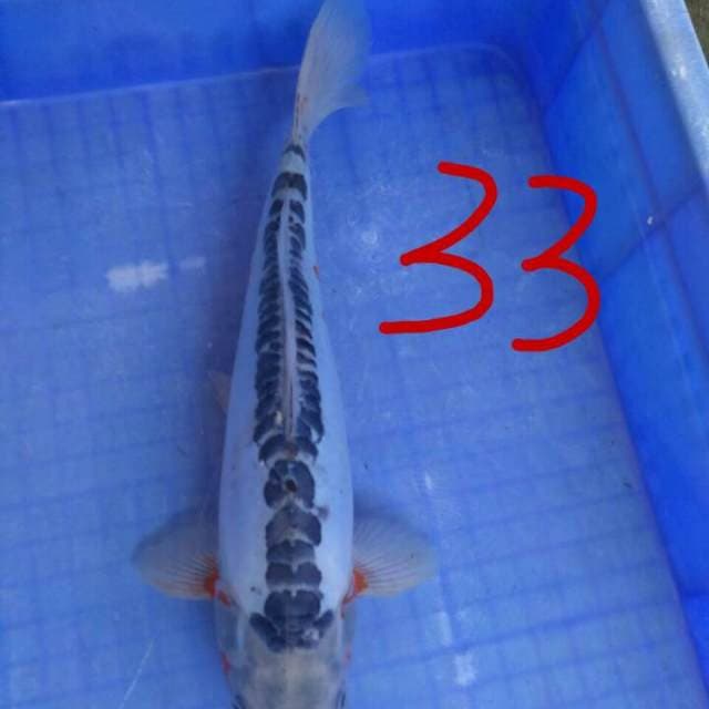 Shusui 33