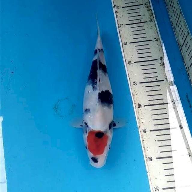 Tancho Showa 30cm