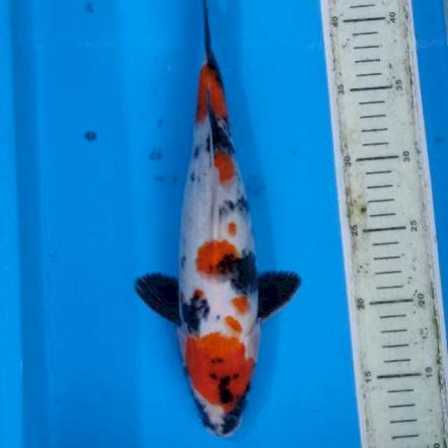 Maruten kindai Showa. 32cm female