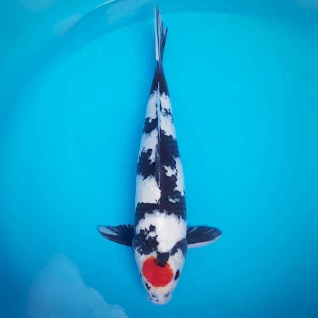 Tancho Showa 45cm male