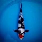 Tancho Showa 45cm male