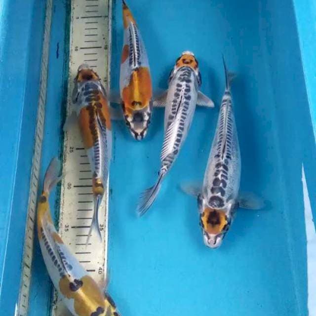 Paket 5ekor 23-24cm