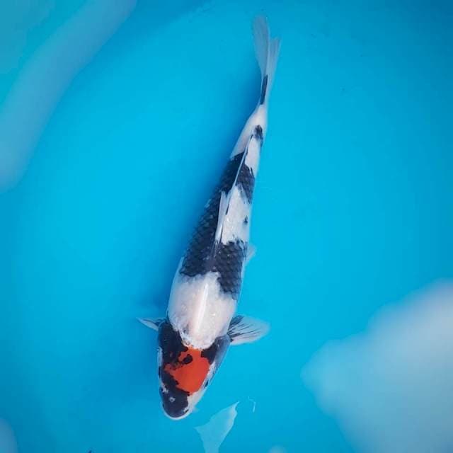 Tancho showa 35cm male