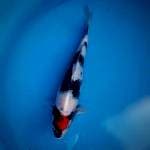 Tancho showa 35cm male