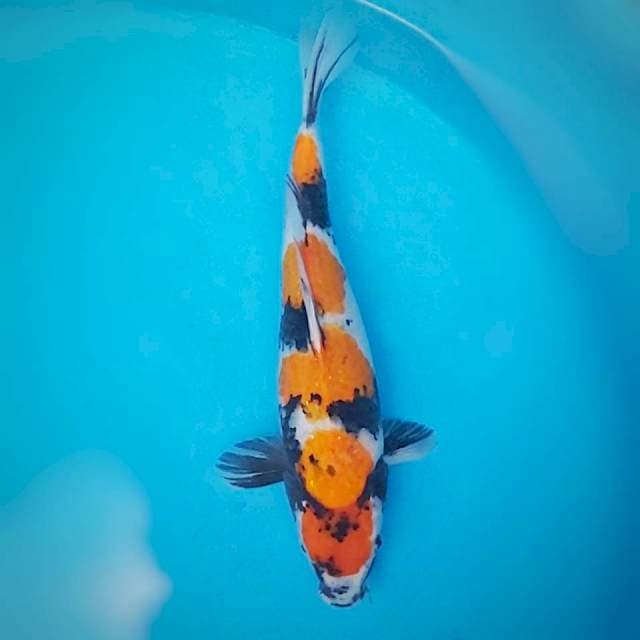 Showa 4 step 35cm male