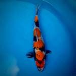 Showa 4 step  35cm male 