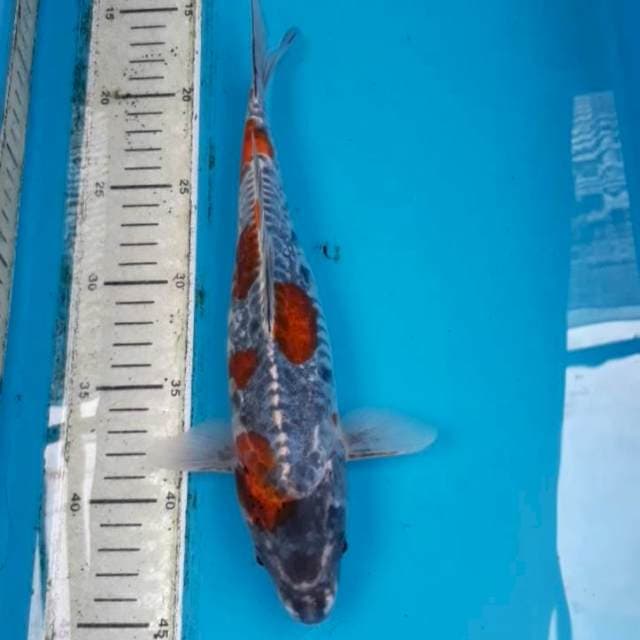 Antik 29 cm