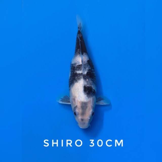 shiro utsuri