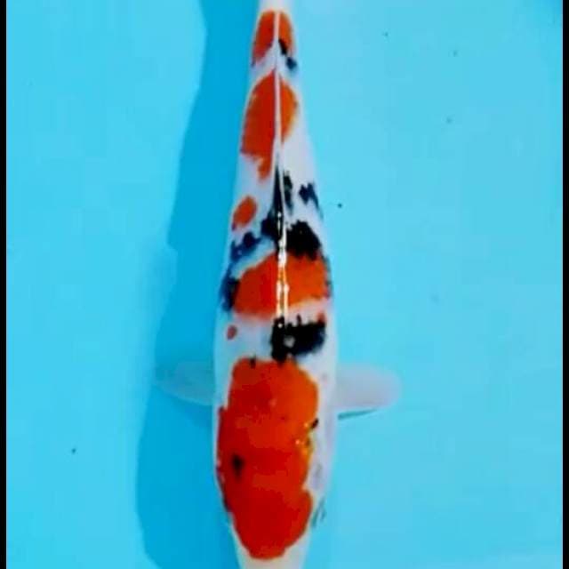 Sangke 24cm