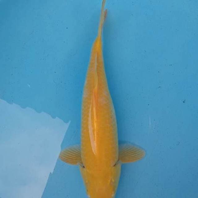 Karashi mata merah