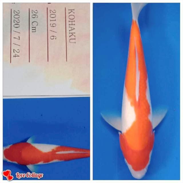Kohaku import yamamatsu farm