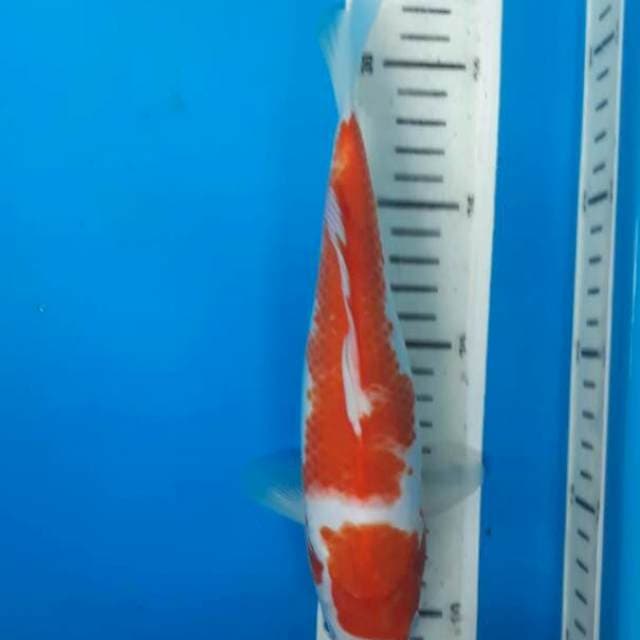 kohaku