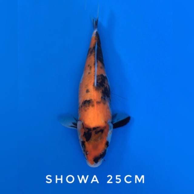 hi-showa