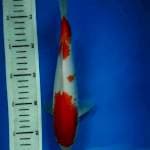 kohaku