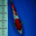kohaku