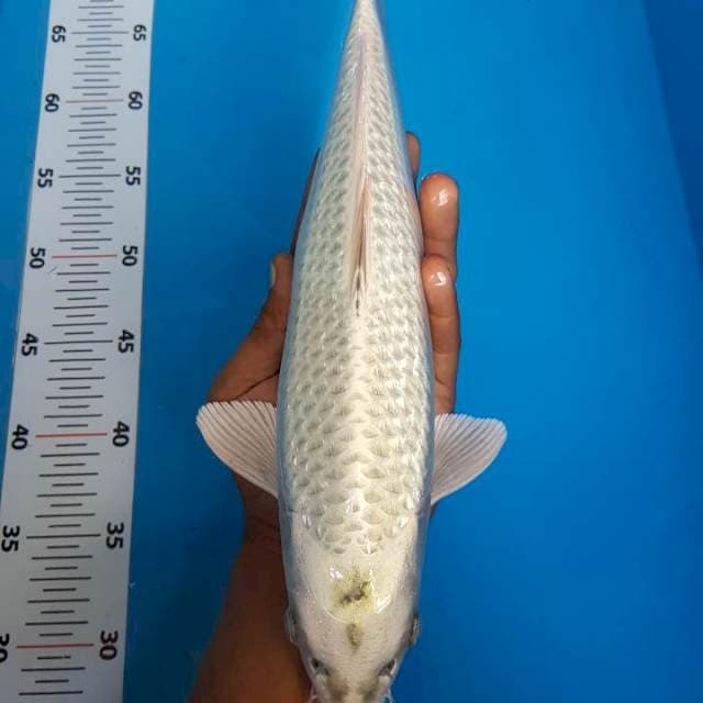 34 cm jantan