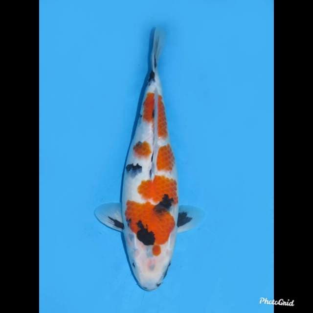 37cm , Jumbo Kindai Showa 