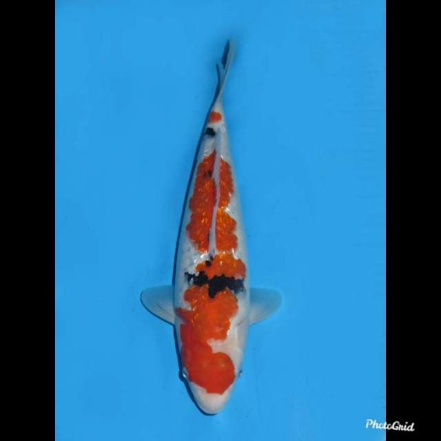 35cm , Sanke Full Ginrin 