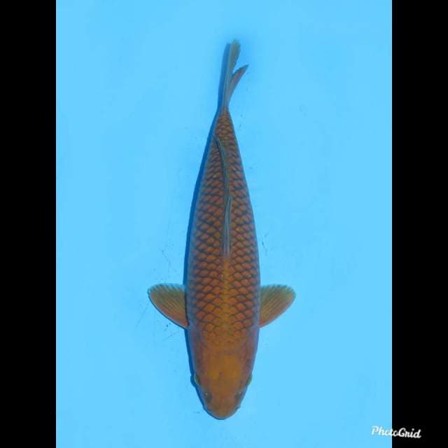 35cm , Jantan - Chagoi Tembaga Ring Bagus
