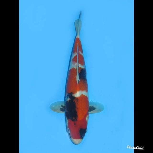 30cm , Jantan , Showa Tategoi Bagus 