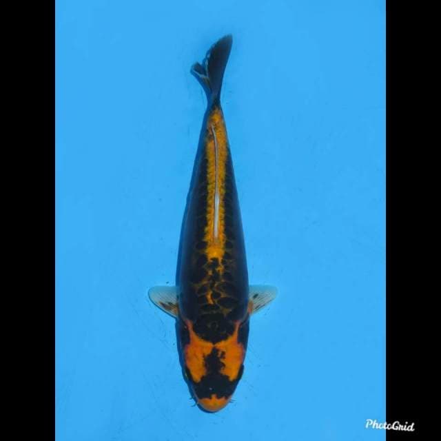 28cm , Kabuto