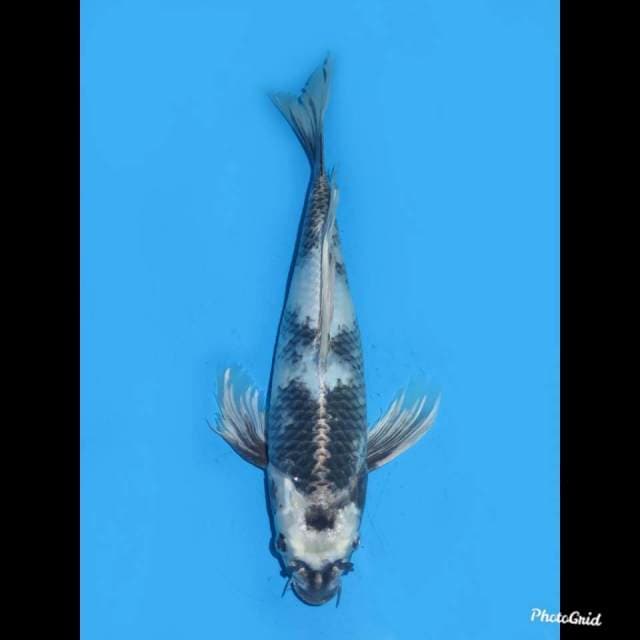 36cm , Kumpay Antik