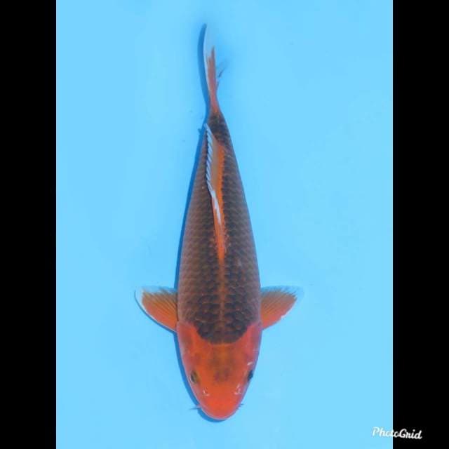 32cm , Jantan , Aka matsuba