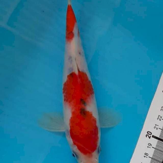Sanke jos 20cm