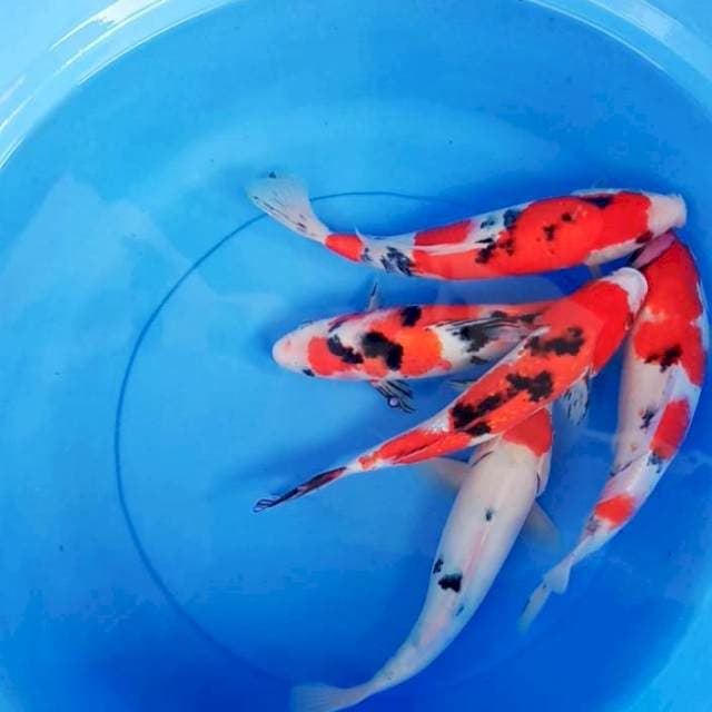 mix 28-30cm