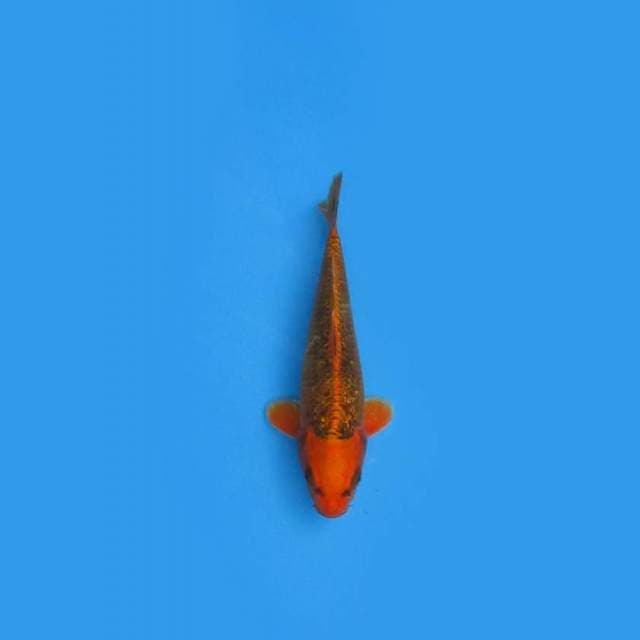 NEAR KOI - 26CM - MATSUBA GINRIN