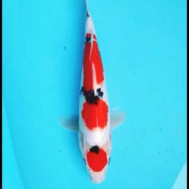 Maruten showa 29cm